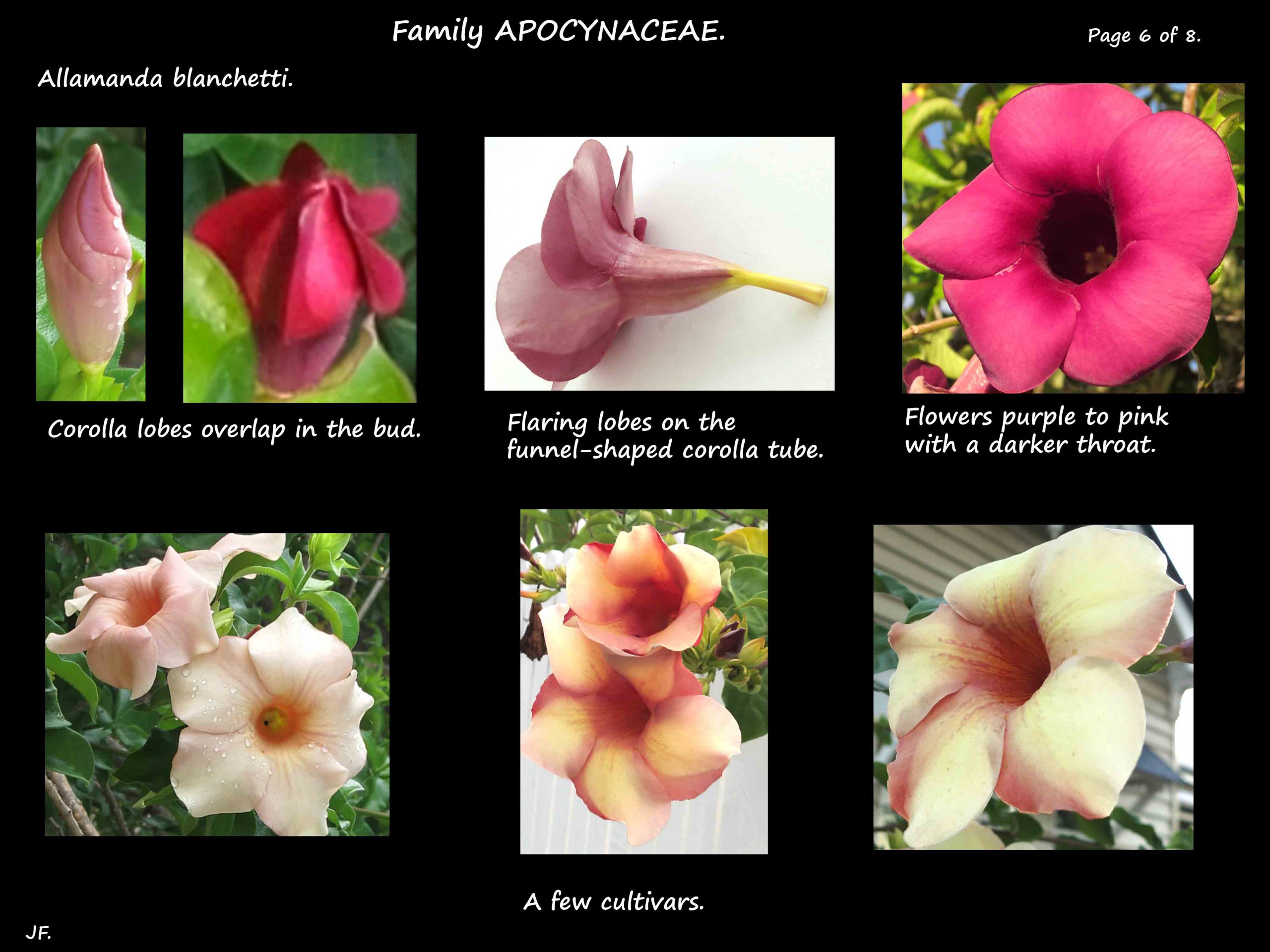 6 Flowers of Allamanda blanchetti & some cultivars